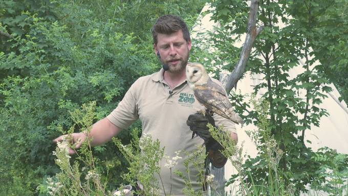 Neue Flugshow im Walter Zoo – «Fliegendes Klassenzimmer» mit Papageien und Eulen