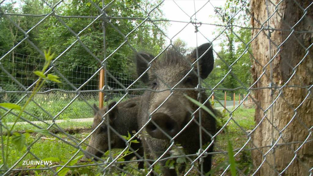 Hunde lernen Wildschweine jagen