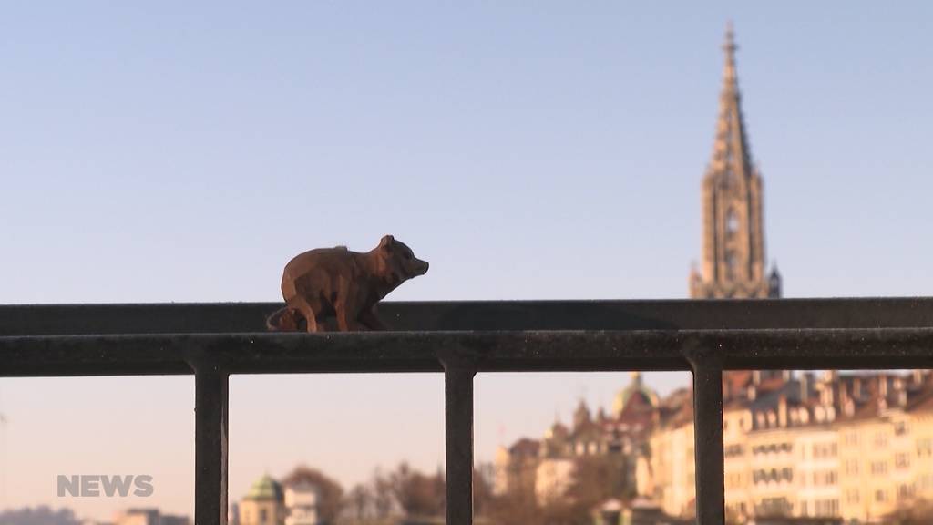 Berner Bären erhalten nicht mehr Platz: Vergrösserung des Bärenpark zwar möglich, aber zu teuer