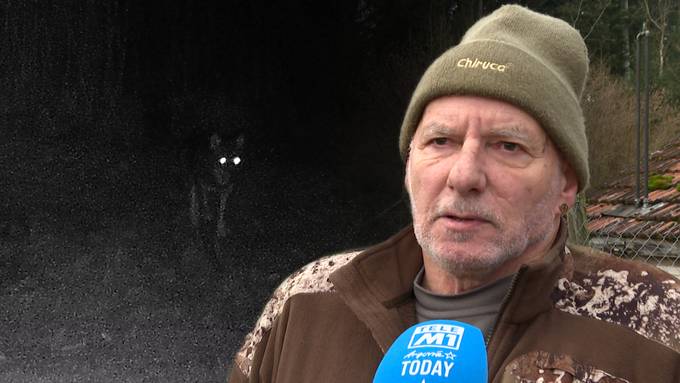 Wolf in Vordemwald gesichtet – ist das der umtriebige Täter?