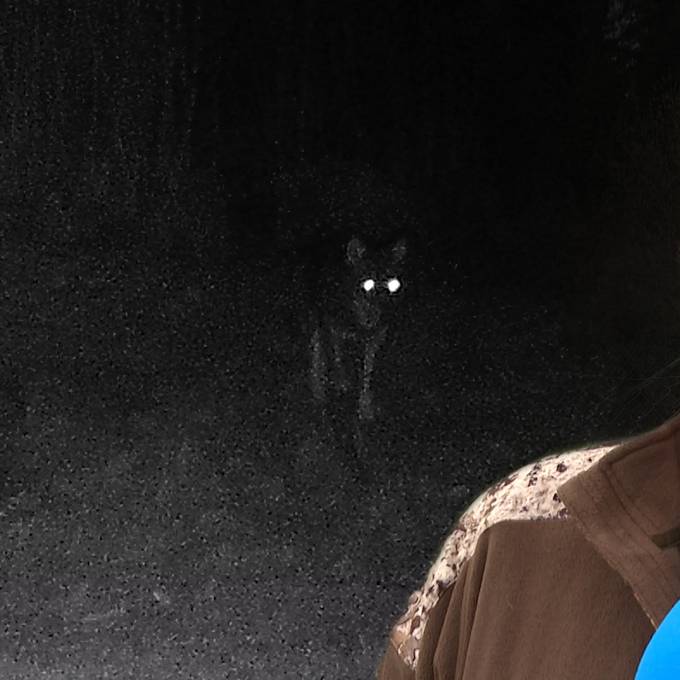 Wolf in Vordemwald gesichtet – ist das der umtriebige Täter?