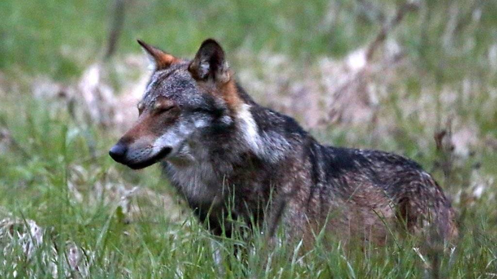 Im Kanton Wallis sind anhand von Speichelproben zwei neue Wölfe identifiziert worden. (Archivbild)