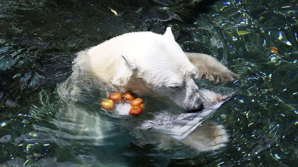 Bei einer Temperatur von 30 Grad ist Eisbär Tongki im Zoo von Seoul froh um eine Abkühlung.