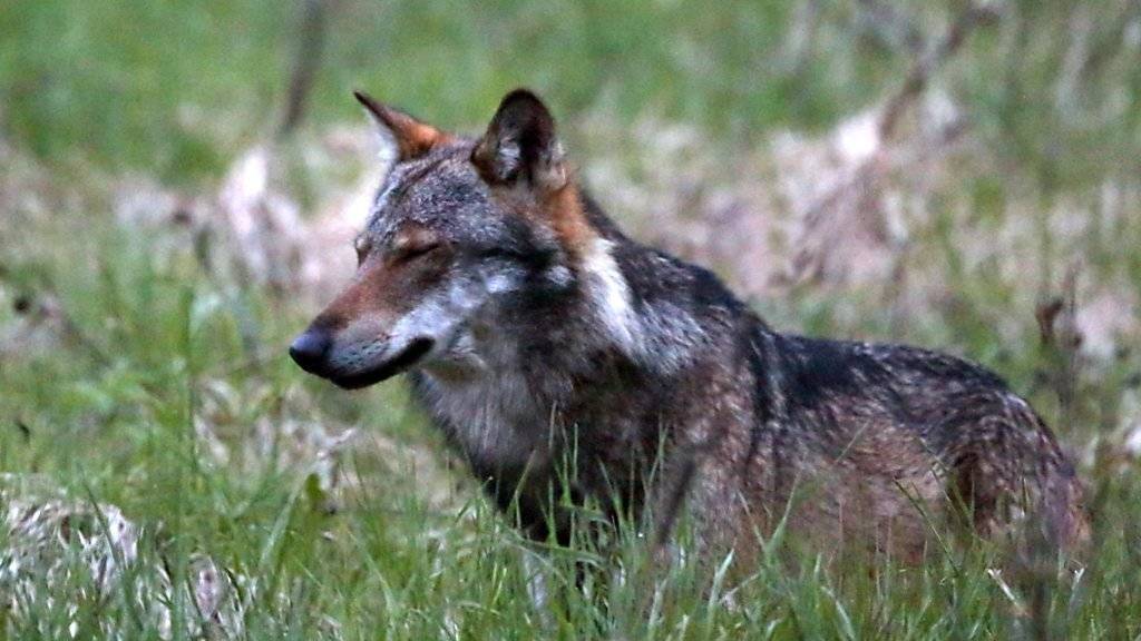 Eine Mitte Juni vom Kanton erteilte Abschussbewilligung für einen Wolf in der Augstbordregion im Oberwallis verstrich folgenlos. (Archivbild)