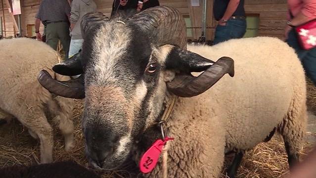 Vom aussterben bedrohte Tiere