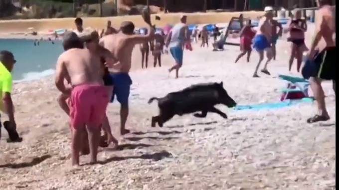 Wildschwein sorgt für Aufregung an spanischem Badestrand