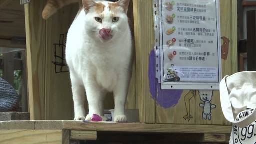 «Einmal Whiskas, bitte!» - Die Katzen-«Kaffee-Häuschen» in Taipeh