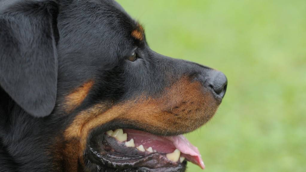 Antreten zum Wesenstest: Noch bis Ende Juni haben Rottweiler-Halter im Kanton Zürich Zeit, um eine Bewilligung für ihren Hund zu beantragen. (Symbolbild)