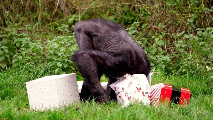 Schimpansen üben das «Päckli-Auspacken» für Weihnachten
