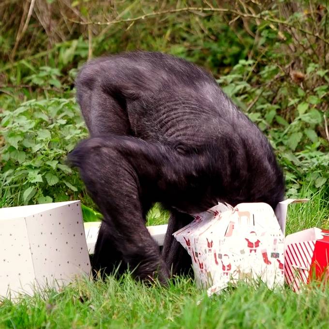 Schimpansen üben das «Päckli-Auspacken» für Weihnachten
