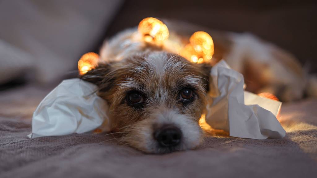 hund lärm feuerwerk