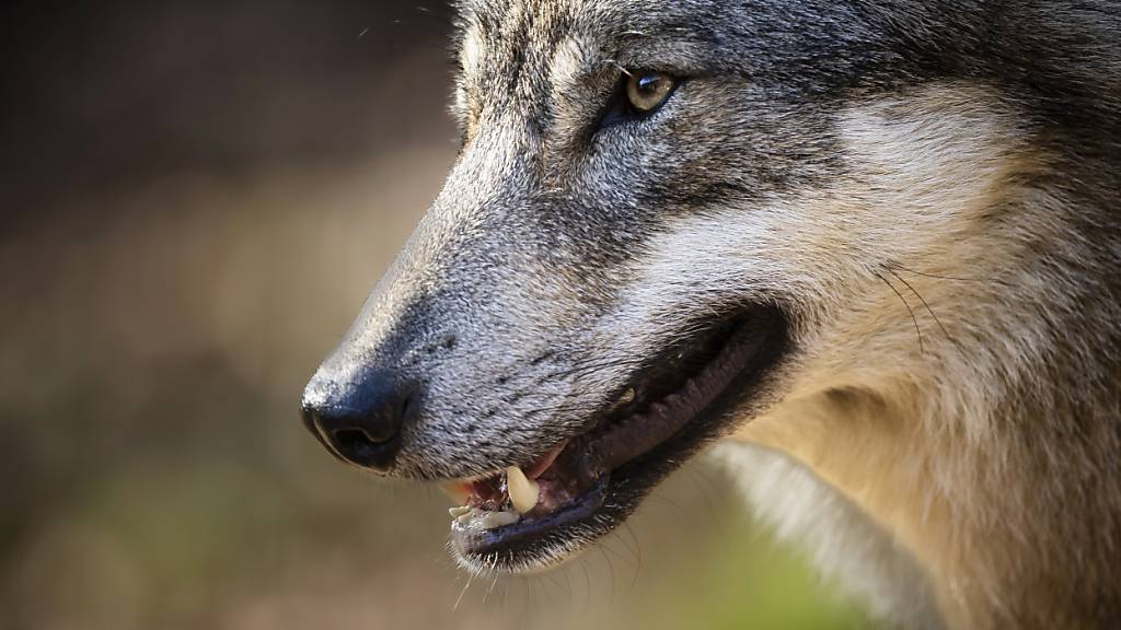 Im Gebiet Althus bei Feusisberg wurde ein totes sowie ein verletztes Schaf gefunden. Dafür soll mutmasslich ein Wolf verantwortlich sein. (Symbolbild)