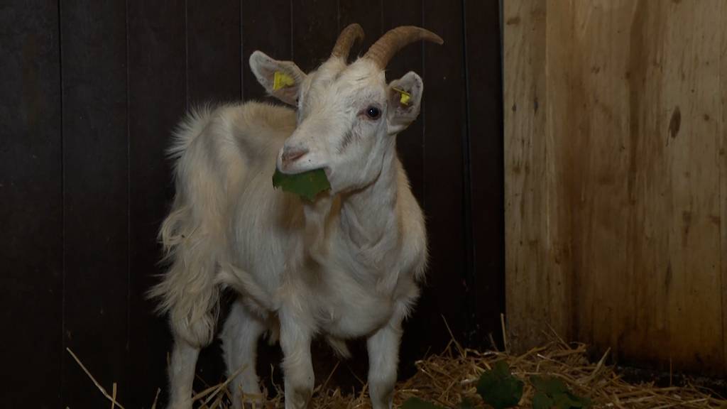 Happy End für Freya: Ausgebüxte Geiss in Safenwil eingefangen
