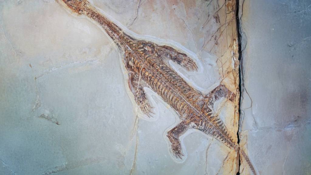 In Meride haben Forschende des Tessiner Naturhistorischen Museums den ersten Lariosaurus mit intakter Haut entdeckt.