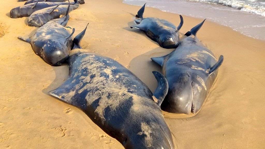 Einige der Wale, welche im Süden Indiens gestrandet sind.