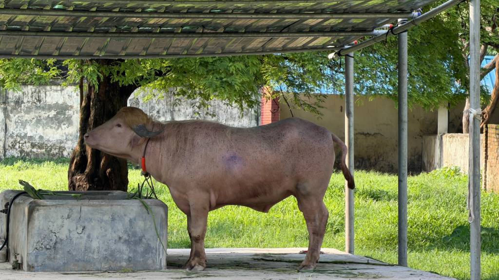 Albino-Büffel «Donald Trump» im Zoo in Dhaka. Foto: Nazrul Islam/dpa