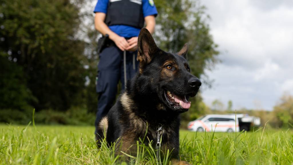 Diensthunde von Schweizer Polizeieinheiten waren diese Woche im Trainingslager in Rom. (Archivbild)