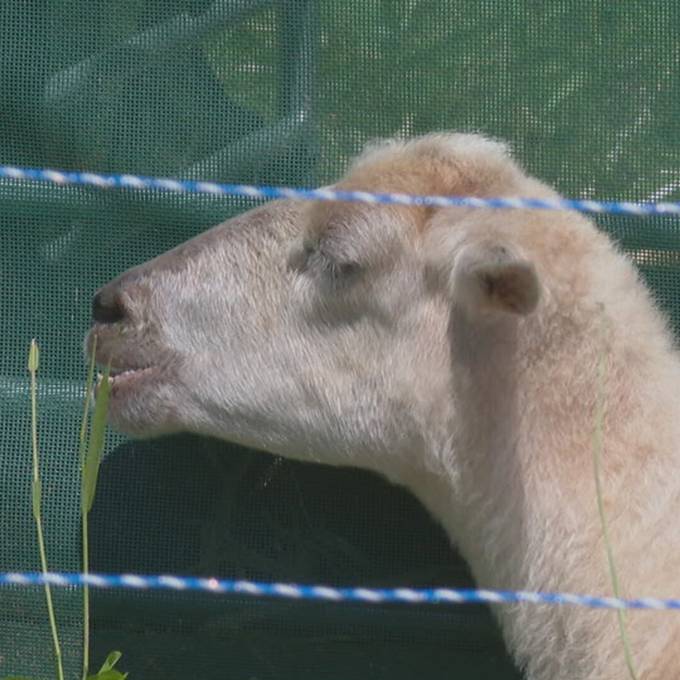 Schafe ersetzen Rasenmäher um Biodiversität zu fördern