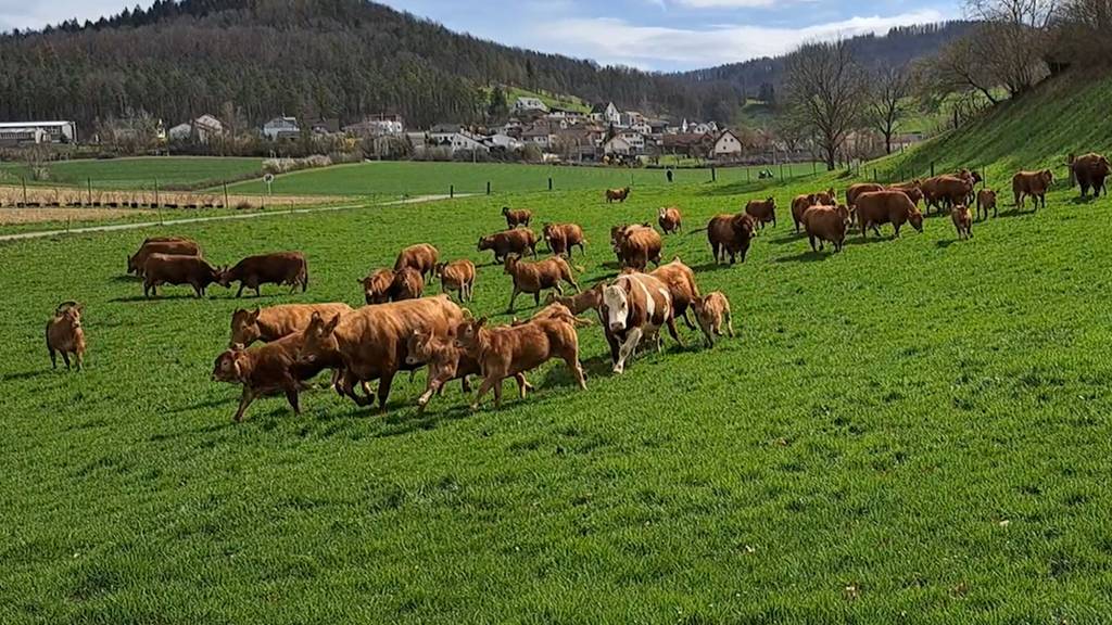Erster Weidegang für Aargauer Kühe bei Familie Pfister
