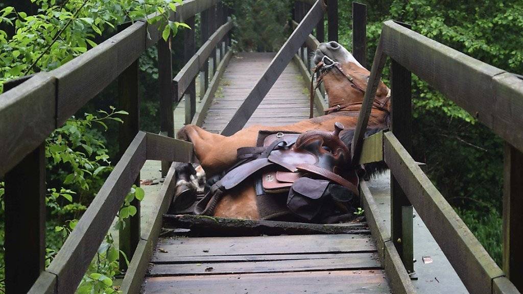 Das im eingebrochenen Brückenboden steckengebliebene Pferd konnte leicht verletzt mit einem Helikopter gebogen werden.