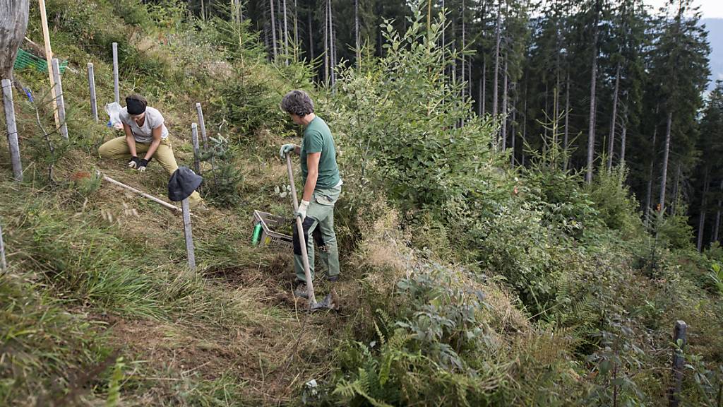 Freiwillige Helfer pflanzen im Kanton Luzern Jungbäume in einem Schadengebiet des Orkans «Lothar». Heute vor zwanzig Jahren warf der Sturm über zehn Millionen Bäume wie Dominosteine um.