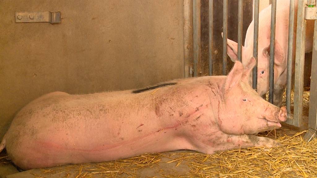 Schwein stirbt, nachdem Tierschützer Herde freilassen