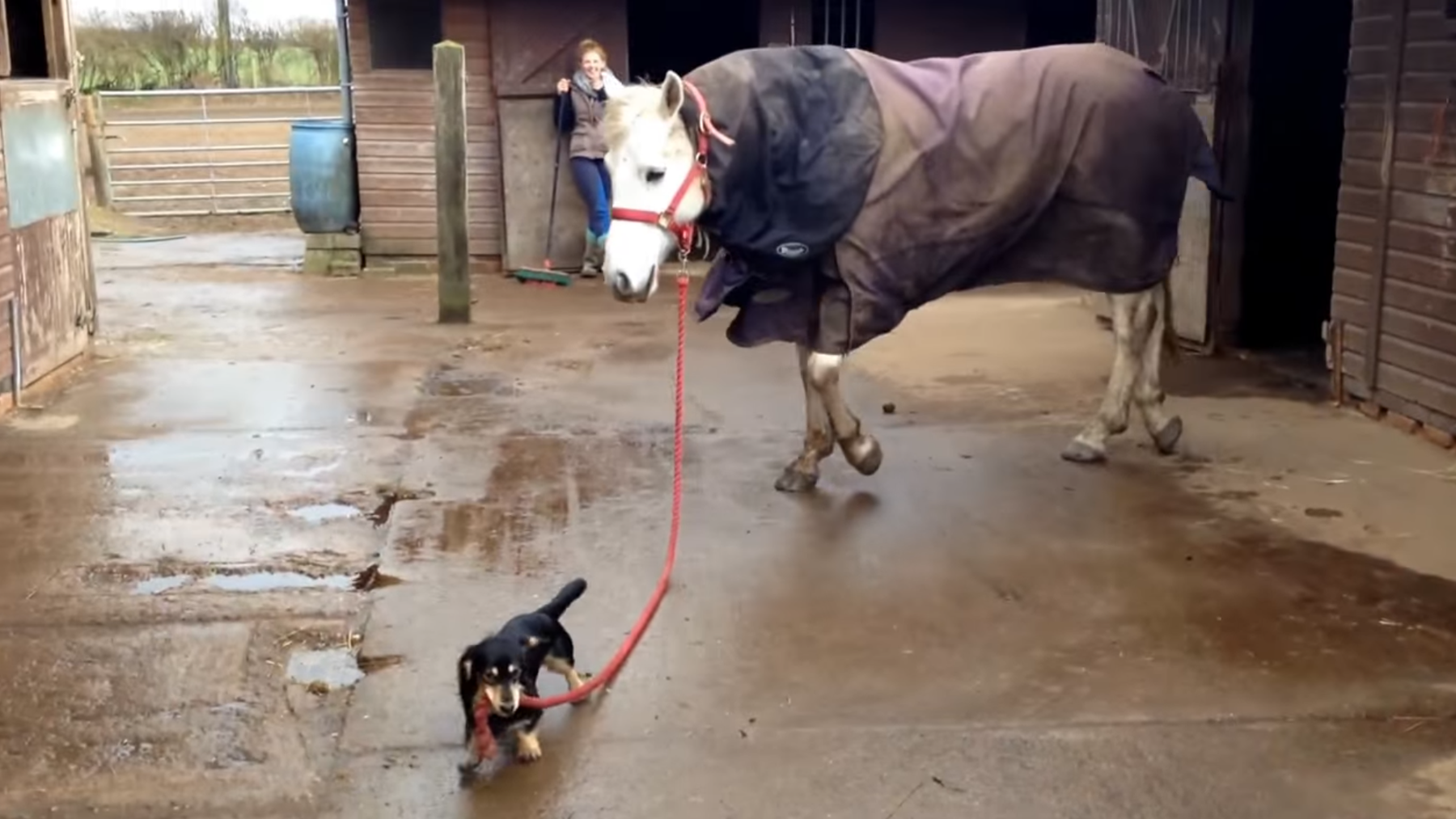 Schnitzel liebt es, mit seinem Lieblingspferd spazieren zu gehen.