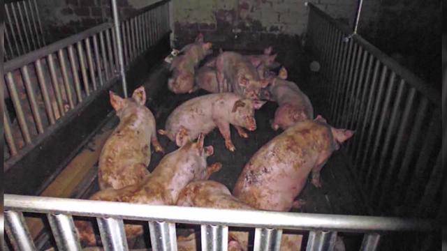 Freispruch für Schweinemastbetreiber