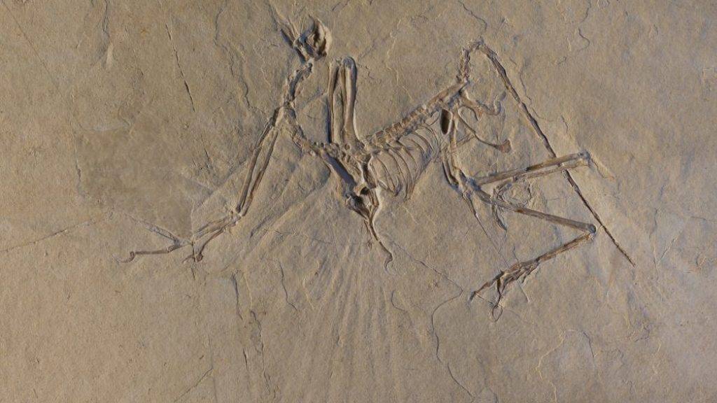 Forschende durchleuchteten Archaeopteryx-Fossilien und fanden heraus, dass der Urvogel flattern und nicht nur gleiten konnte.