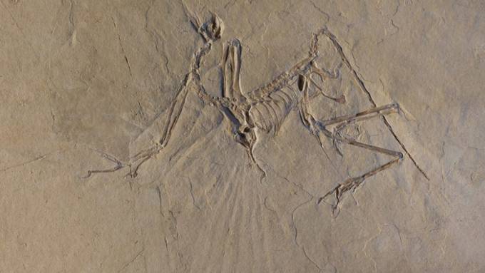 Urvogel Archaeopteryx konnte fliegen