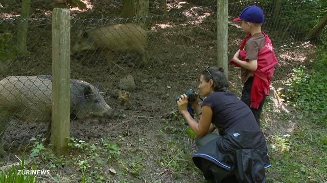 3 Wildschweine im Wildnispark Langenberg erschossen