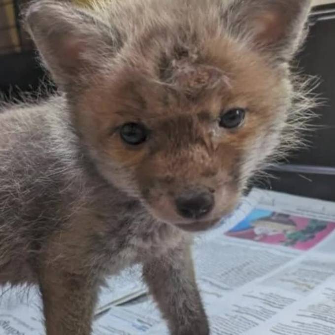 Fake-Büsi «Stupsi» landet in Nidwaldner Tierheim