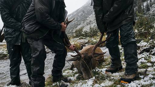 Schweizer Jäger schossen letztes Jahr fast 100'000 Wildtiere