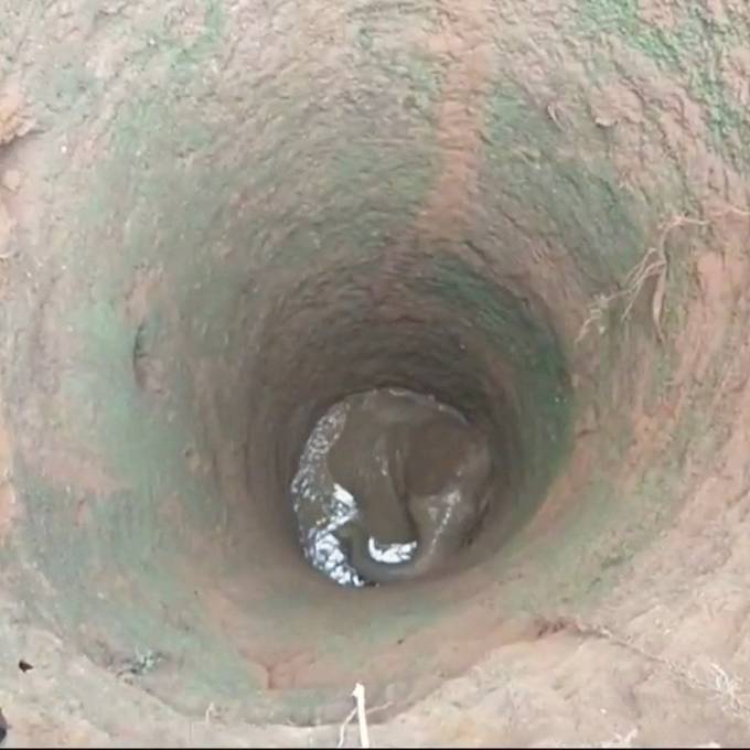 Lange Rettungsaktion: Baby-Elefant fällt in neun Meter tiefes Loch