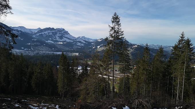 Wald-Korporationen am Anschlag