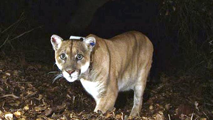 Wild lebender Puma in Los Angeles eingeschläfert
