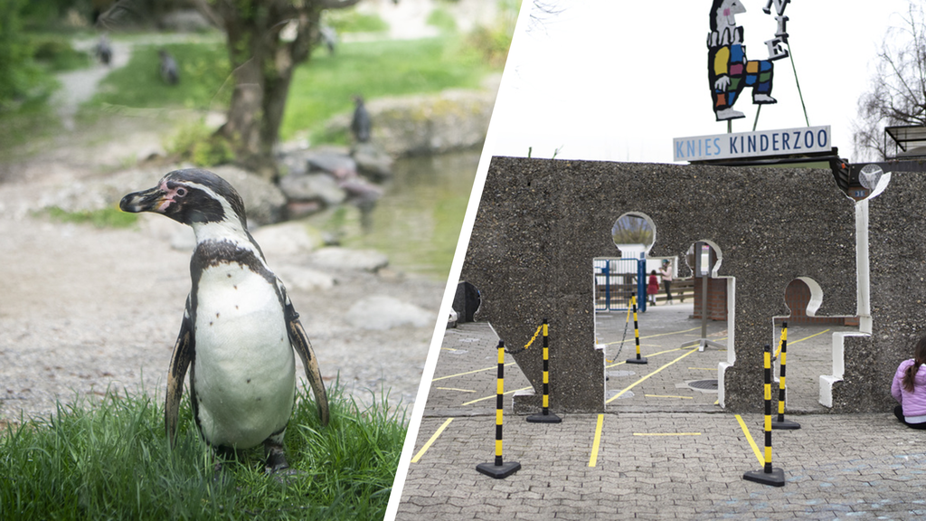 Ein Pinguin aus dem Kinderzoo «Knie» in Rapperswil hat das 2-jährige Mädchen gebissen. (Symbolbild)