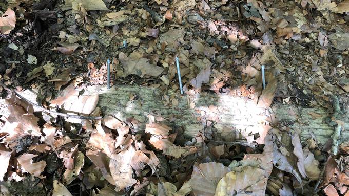 Nagelfalle auf Grabser Bergweg