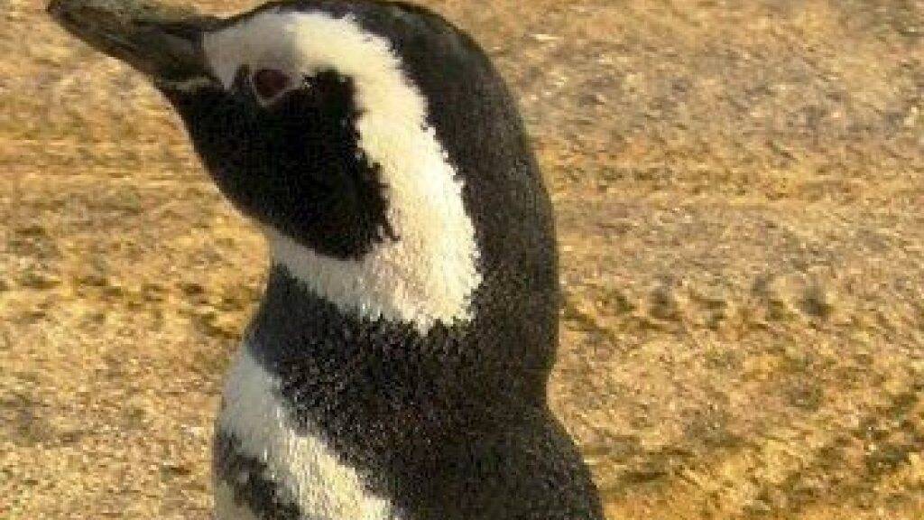 An der Ostküste von Uruguay sind in den vergangenen Tagen rund 2000 verendete Pinguine gefunden worden. Es handelte sich zu 90 Prozent um junge Magellanpinguine (Bild). (Archivbild)
