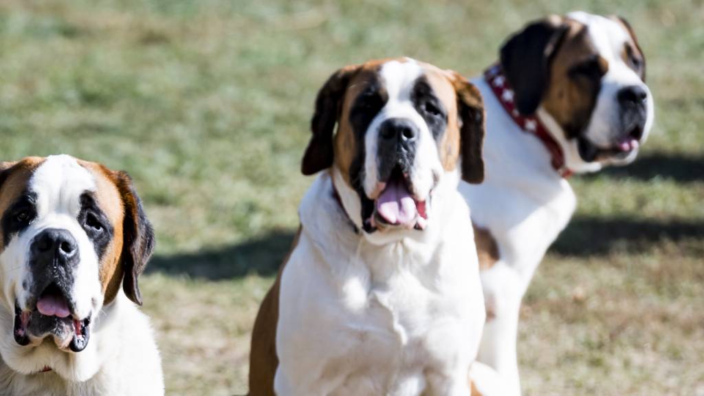 Erste Sozialhunde-Teamausbildung der Schweiz akkreditiert