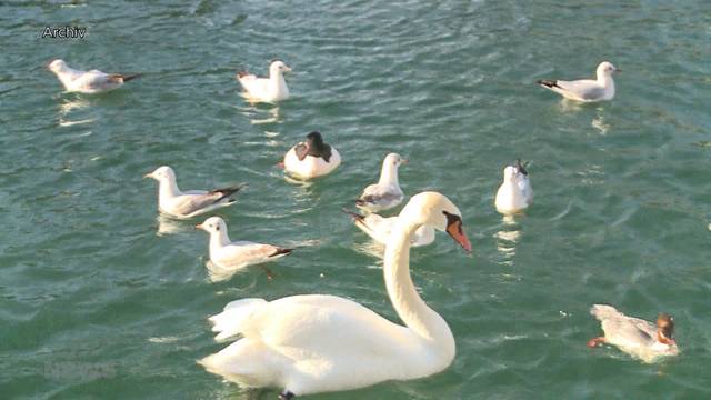 Vogelgrippe an Schwan in Biel nachgewiesen