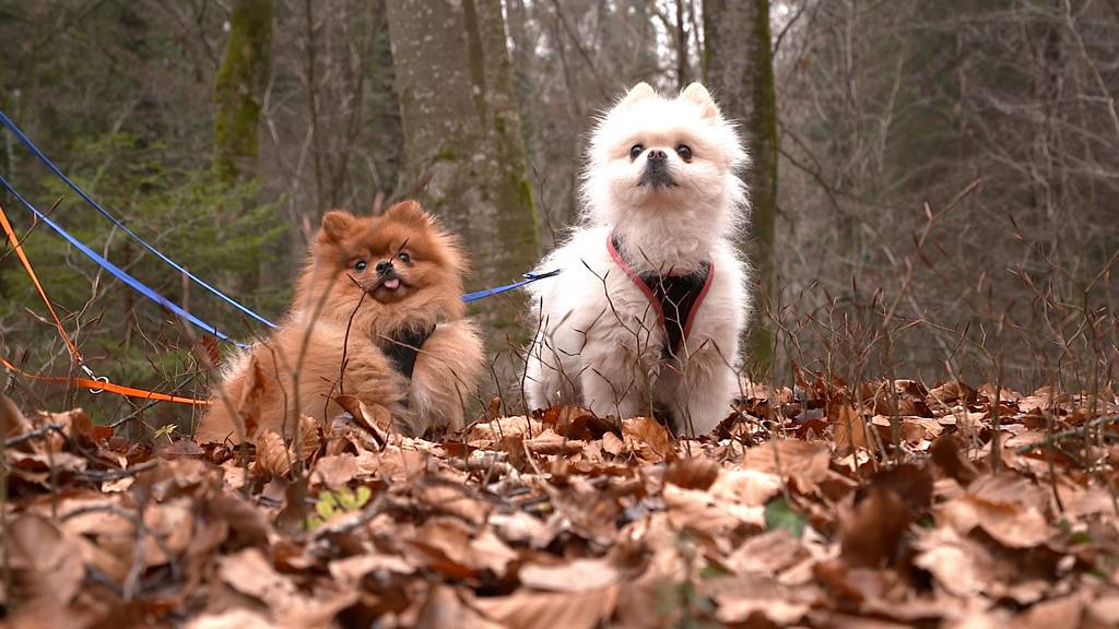 Coco & Chicco 