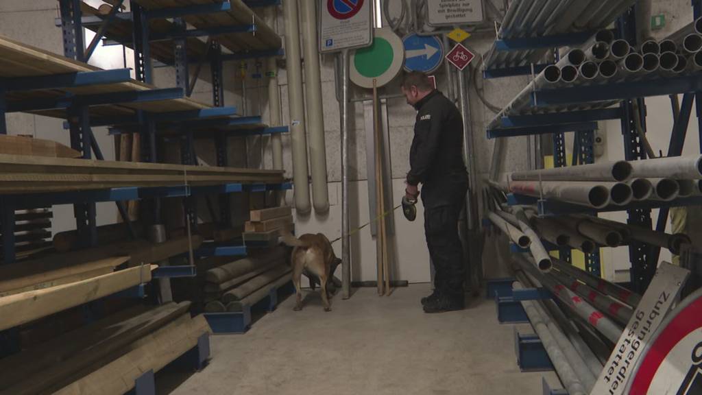 Polizist auf vier Pfoten: Diensthund Ueli schnappt Verbrecher