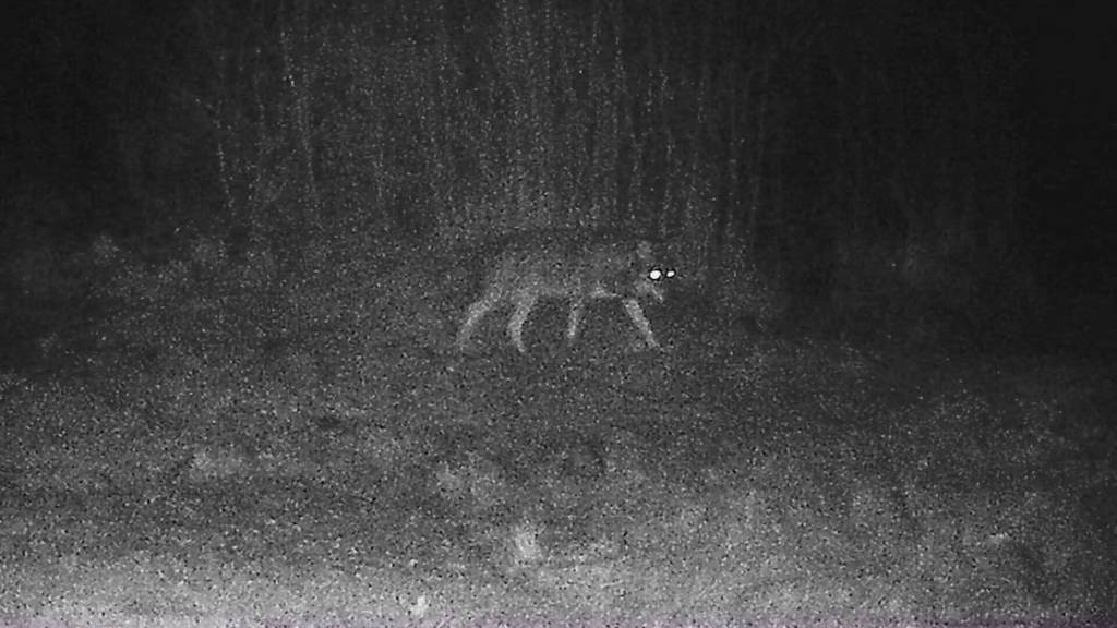 Exklusive Bilder: Dieser Wolf reisst in der Region Rothrist reihenweise Schafe