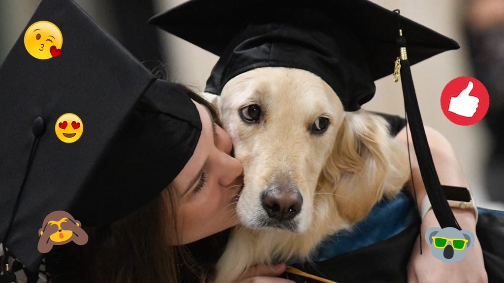 Hund erhält Uni-Abschluss, weil er seinem Frauchen im Rollstuhl durchs Studium half