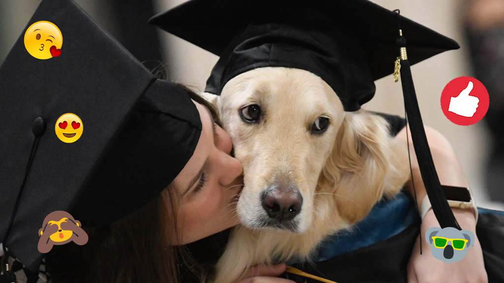 Hund mit Uni Abschluss