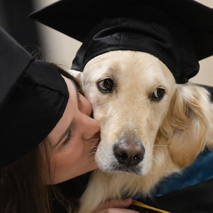 Hund erhält Uni-Abschluss, weil er seinem Frauchen im Rollstuhl durchs Studium half