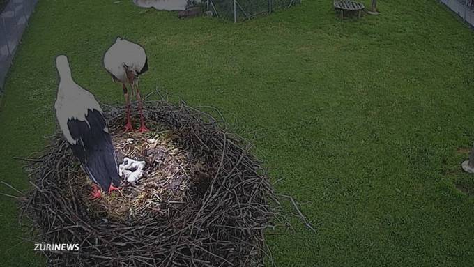 Storchenbabys drohen zu erfrieren oder zu verhungern