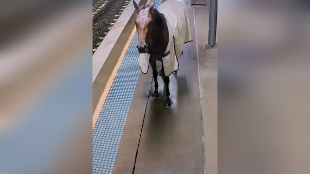 Ausgebüxtes Rennpferd versucht einen Zug zu erwischen