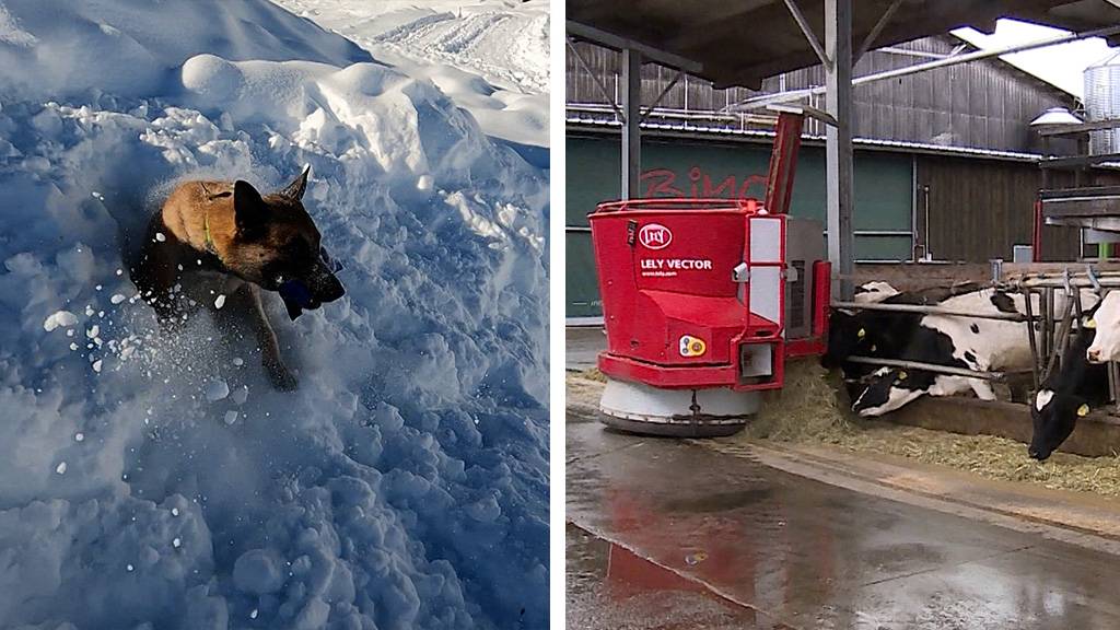 Lawinensporthunde / Futterroboter